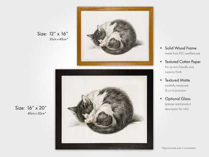 Jean Bernard - Curled Up Sleeping Cat | Art Prints | Pathos Studio
