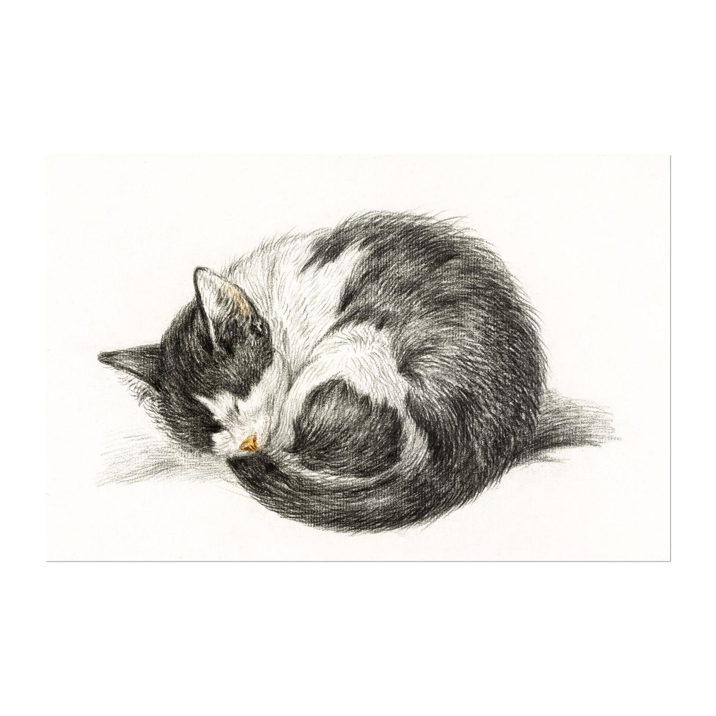 Jean Bernard - Curled Up Sleeping Cat | Art Prints | Pathos Studio