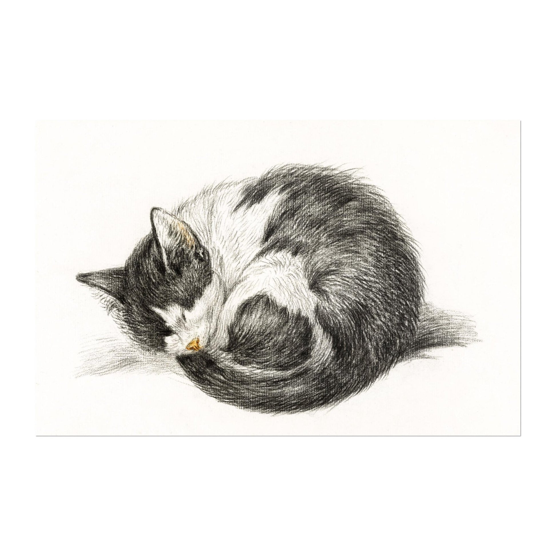 Jean Bernard - Curled Up Sleeping Cat | Art Prints | Pathos Studio