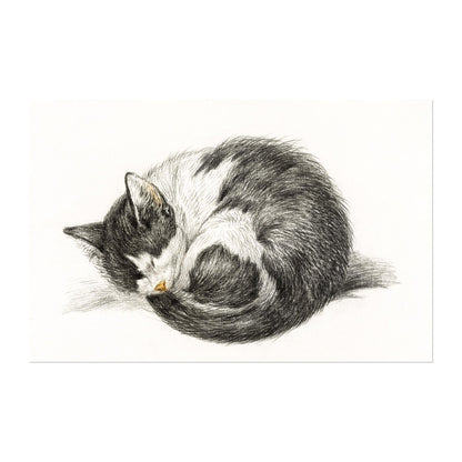 Jean Bernard - Curled Up Sleeping Cat | Art Prints | Pathos Studio