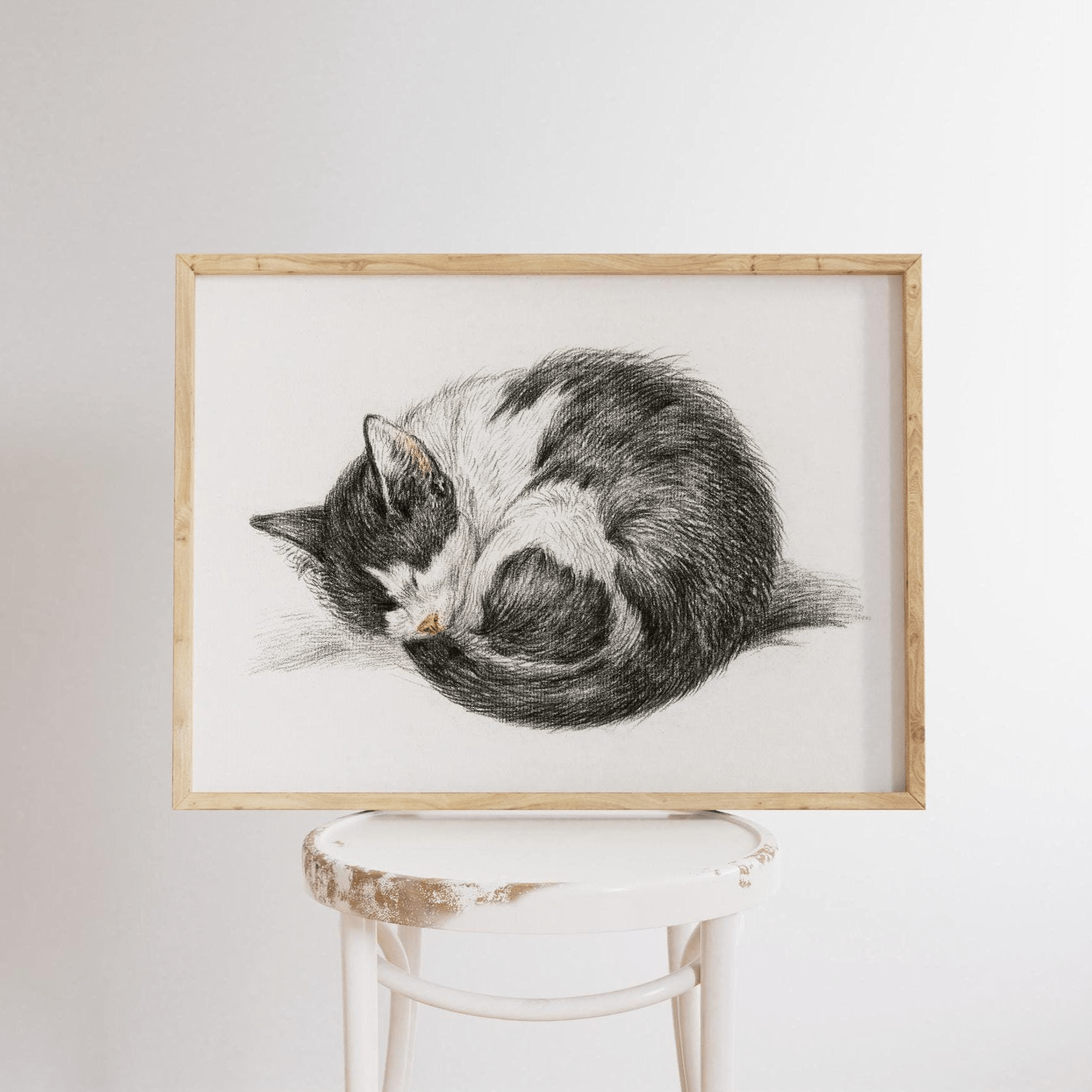 Jean Bernard - Curled Up Sleeping Cat | Art Prints | Pathos Studio
