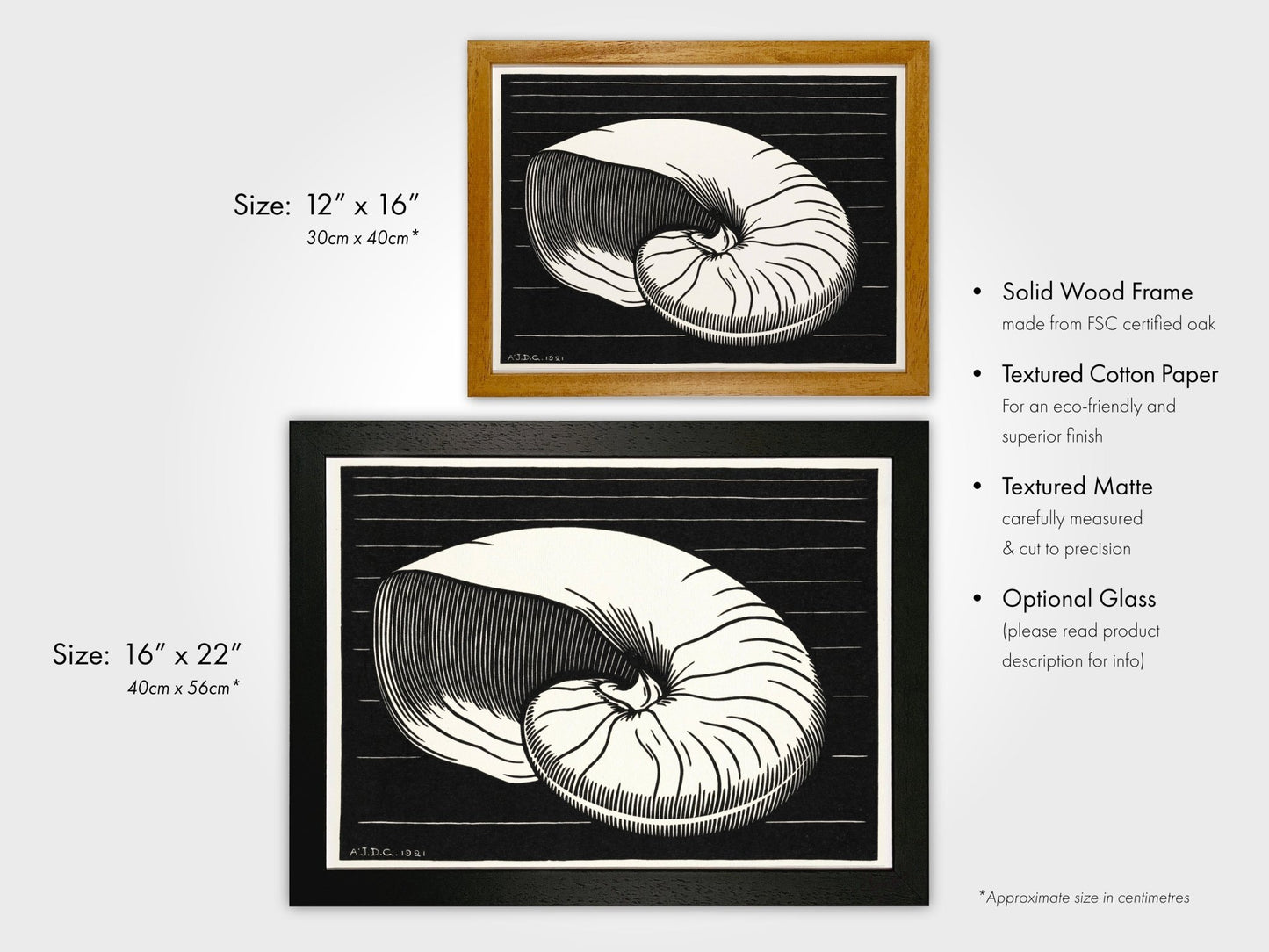 Julie De Graag - Shell | Art Prints | Pathos Studio