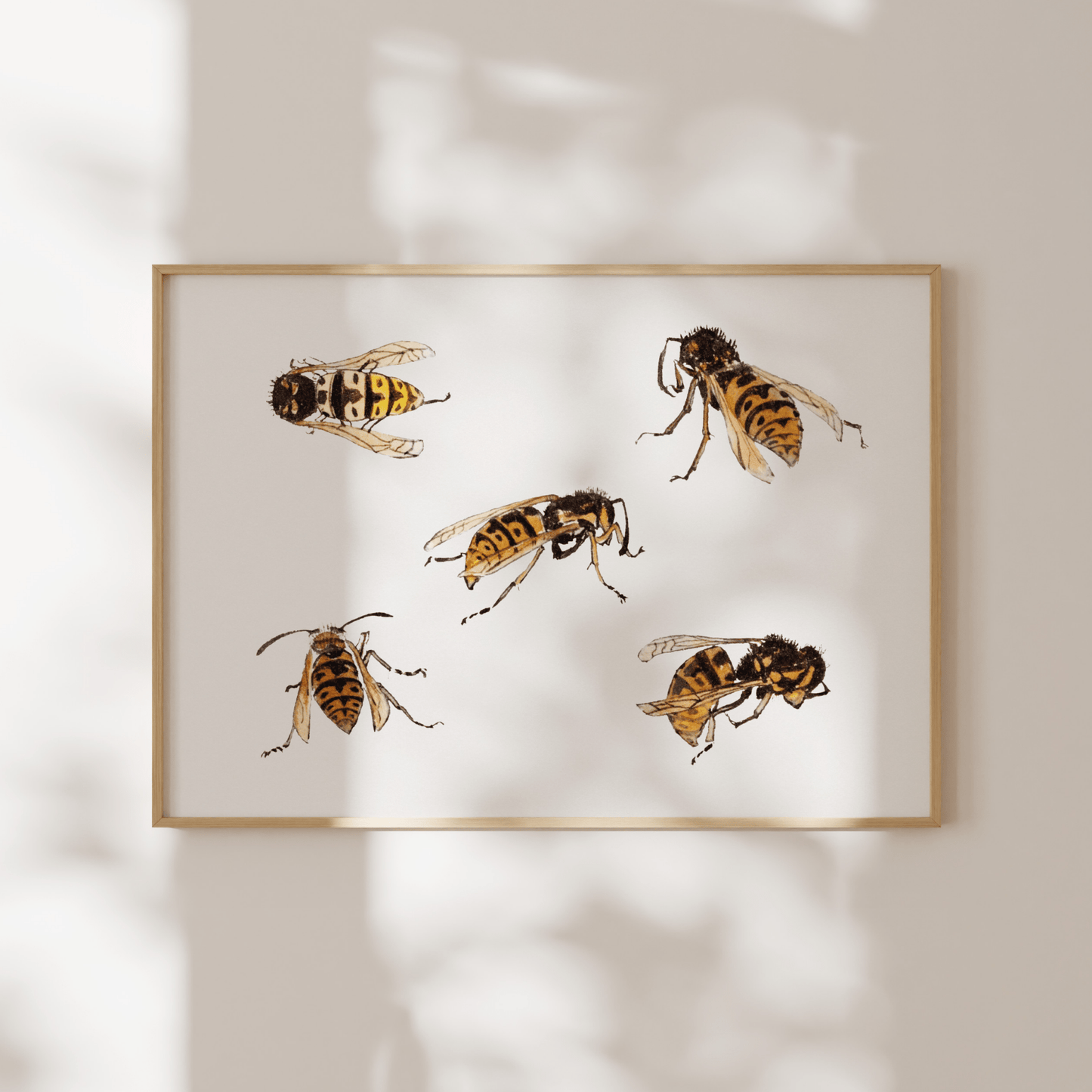 Julie De Graag - Studies of Wasps | Art Prints | Pathos Studio