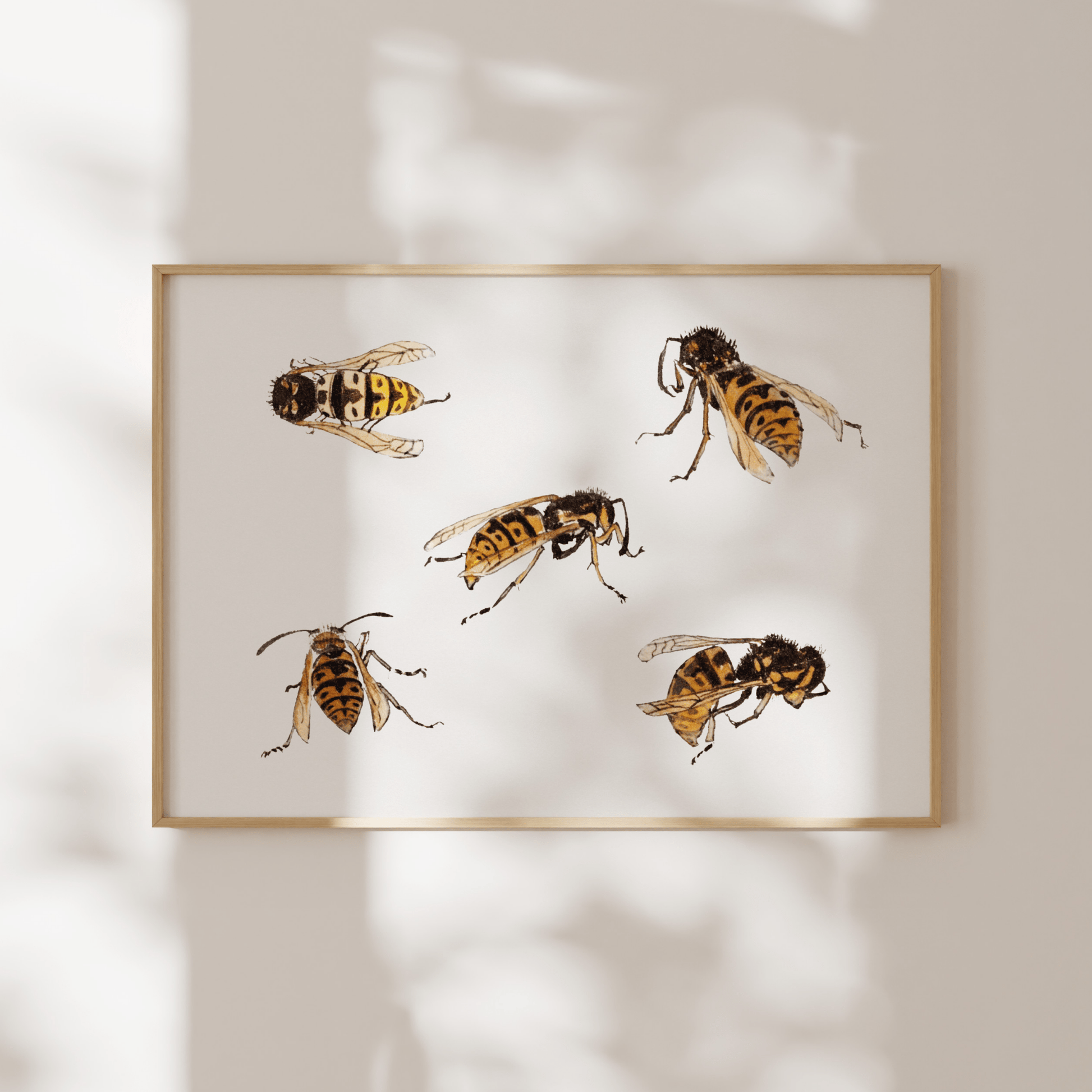 Julie De Graag - Studies of Wasps | Art Prints | Pathos Studio