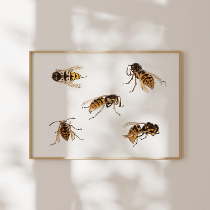 Julie De Graag - Studies of Wasps | Art Prints | Pathos Studio