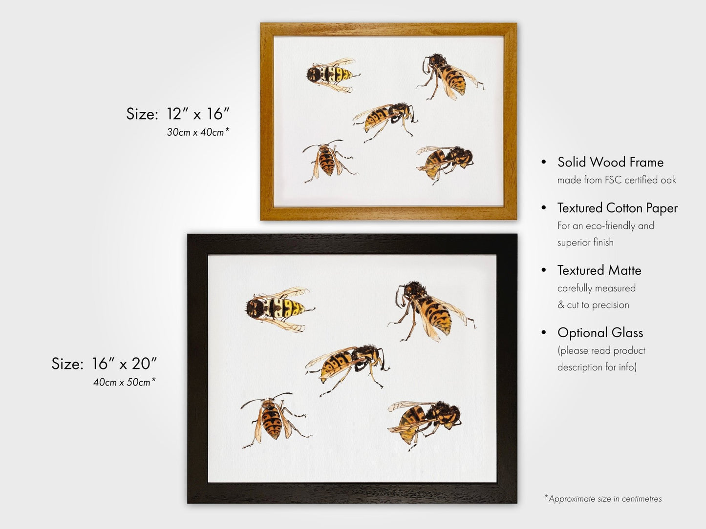 Julie De Graag - Studies of Wasps | Art Prints | Pathos Studio