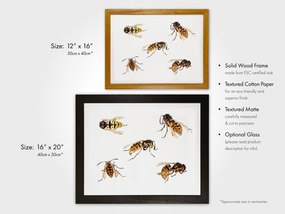 Julie De Graag - Studies of Wasps | Art Prints | Pathos Studio