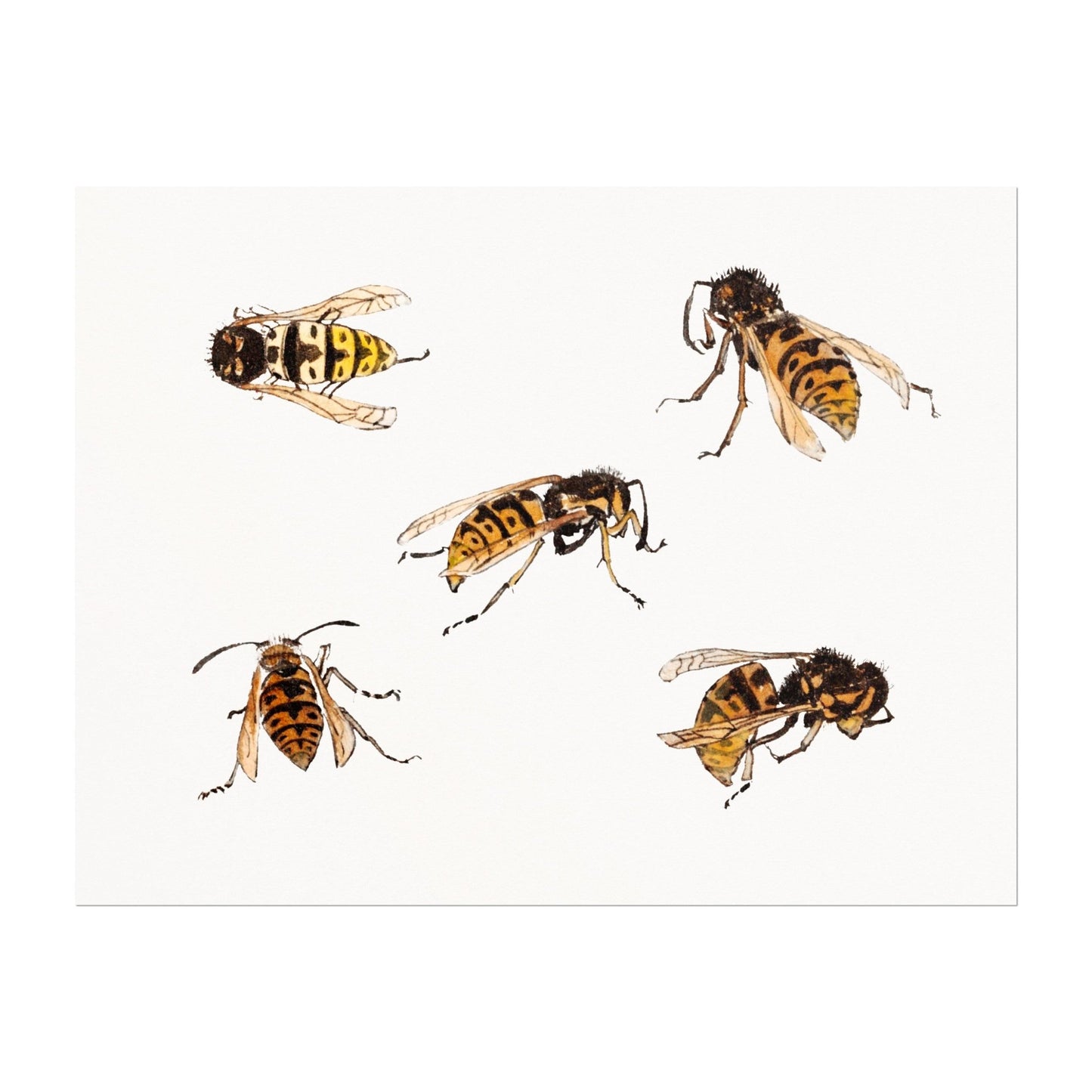 Julie De Graag - Studies of Wasps | Art Prints | Pathos Studio