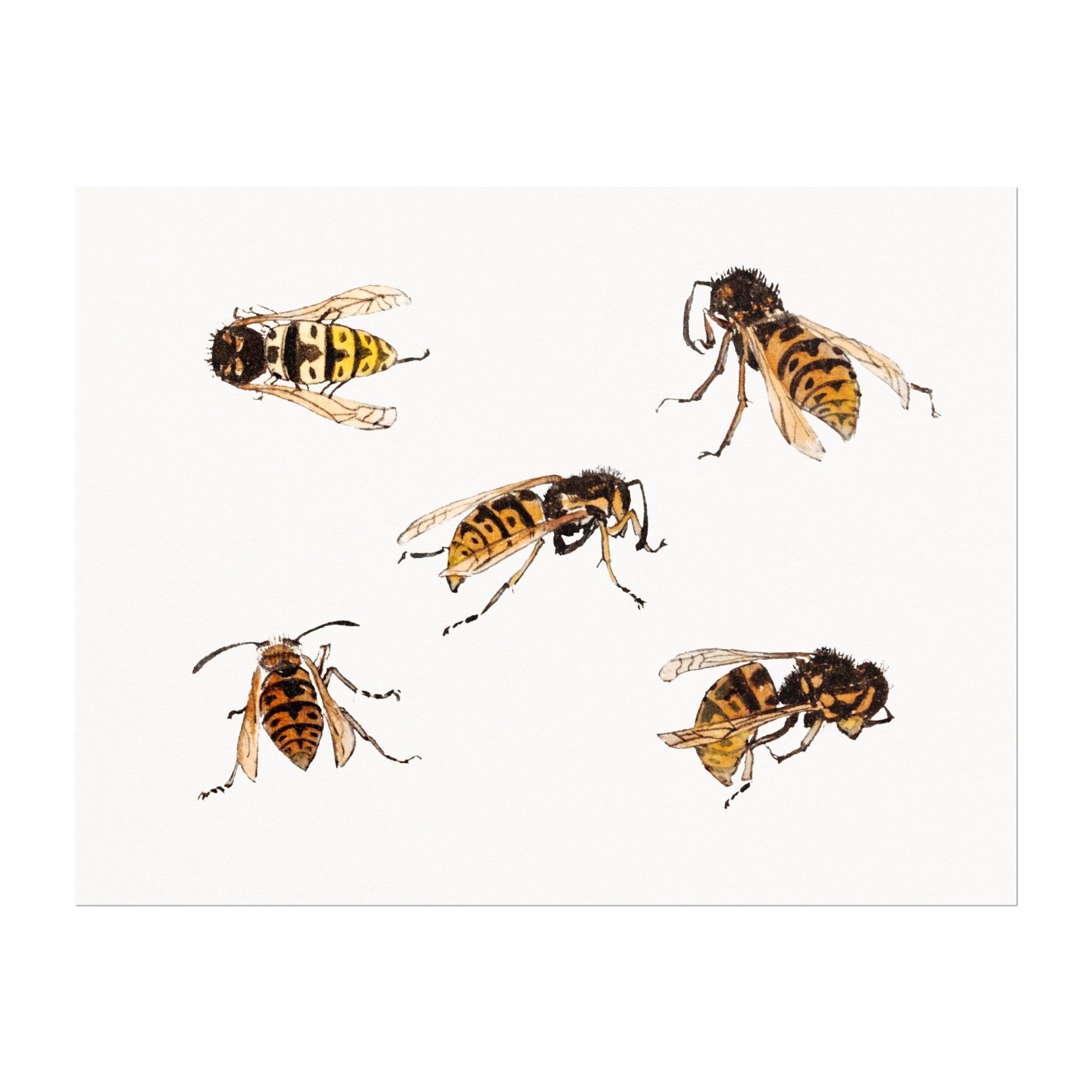 Julie De Graag - Studies of Wasps | Art Prints | Pathos Studio