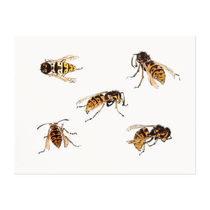 Julie De Graag - Studies of Wasps | Art Prints | Pathos Studio