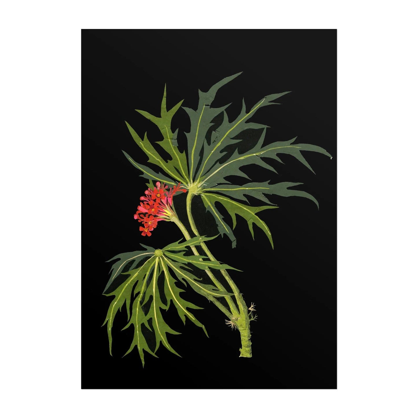 MARY DELANY - Scarlet - Flowered Phyvic - Nut - Pathos Studio - Art Prints