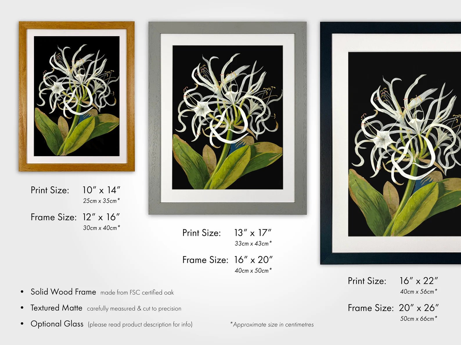 MARY DELANY - Sea Daffodil - Pathos Studio - Art Prints