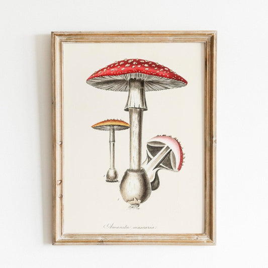 Champignon Amanita Muscaria (Illustration vintage de 'Medical Botany')
