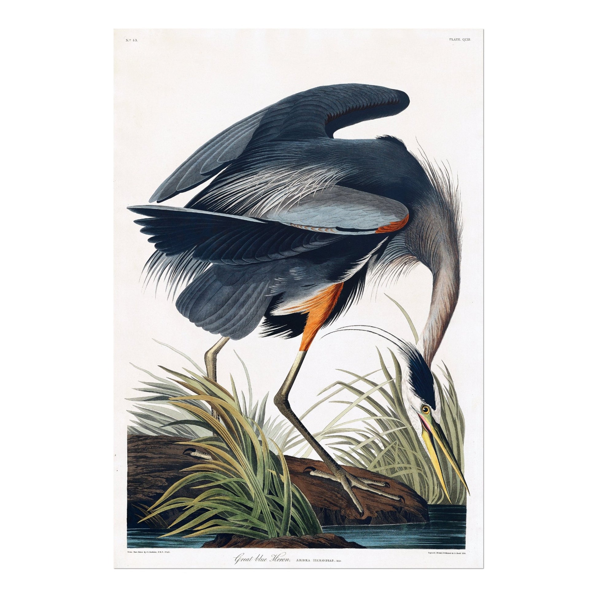 BIRDS OF AMERICA - Set of 3 (Flamingo, Crane & Heron) - Pathos Studio - Posters, Prints, & Visual Artwork