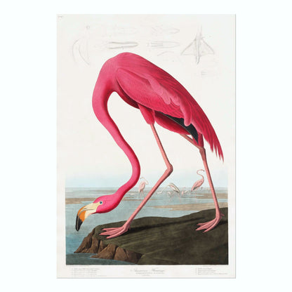 BIRDS OF AMERICA - Set of 3 (Flamingo, Crane & Heron) - Pathos Studio - Posters, Prints, & Visual Artwork