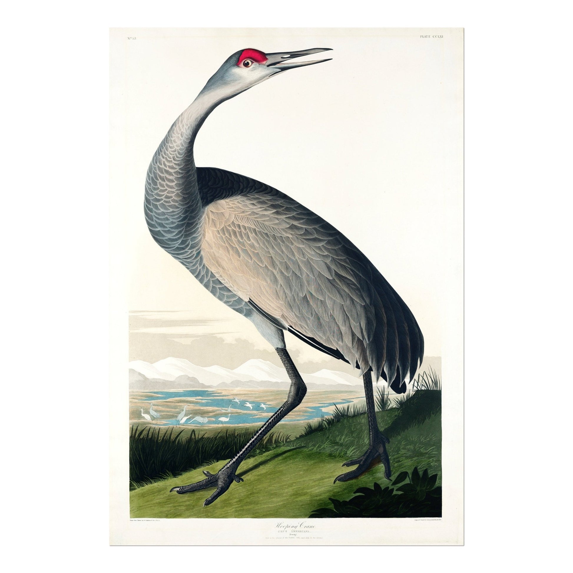 BIRDS OF AMERICA - Set of 3 (Flamingo, Crane & Heron) - Pathos Studio - Posters, Prints, & Visual Artwork