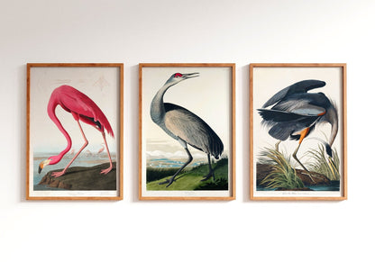 BIRDS OF AMERICA - Set of 3 (Flamingo, Crane & Heron) - Pathos Studio - Posters, Prints, & Visual Artwork