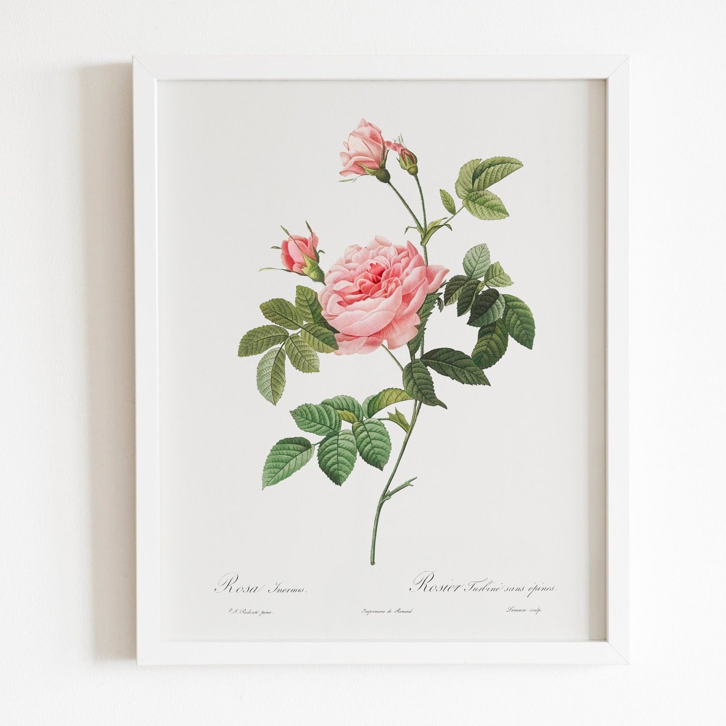 Boursault Rose by Pierre-Joseph Redouté (Raphael of Flowers) - Pathos Studio - Art Prints