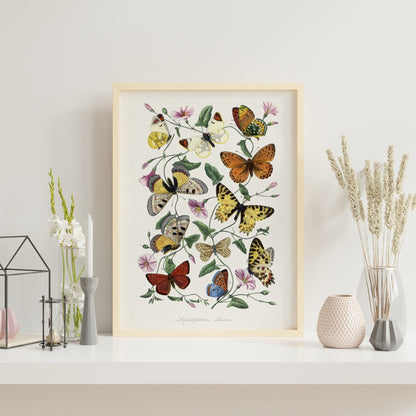 Butterfly & Moth (From Le Jardin Des Plantes by Paul Gervais) - Pathos Studio - Art Prints