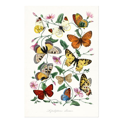 Butterfly & Moth (From Le Jardin Des Plantes by Paul Gervais) - Pathos Studio - Art Prints