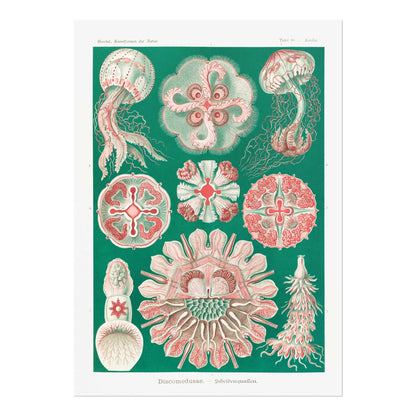 ERNST HAECKEL - Jellyfish (Discomedusae)
