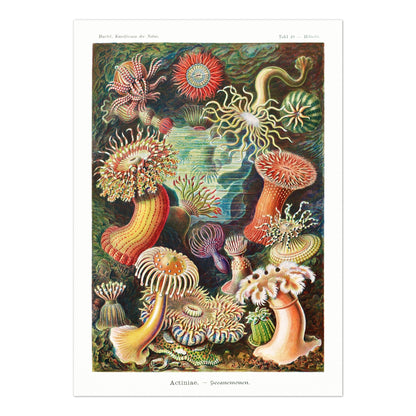 ERNST HAECKEL - Set of 3 Mosses, Birds & Anemones Prints - Pathos Studio - Art Print Sets