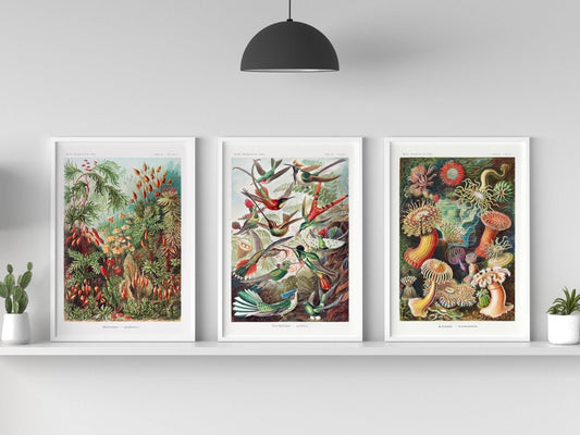 ERNST HAECKEL - Set of 3 Mosses, Birds & Anemones Prints - Pathos Studio - Art Print Sets