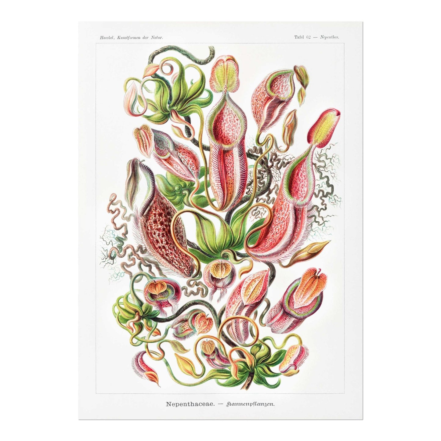 ERNST HAECKEL - Tropical Pitcher Plants (Nepenthaceae)