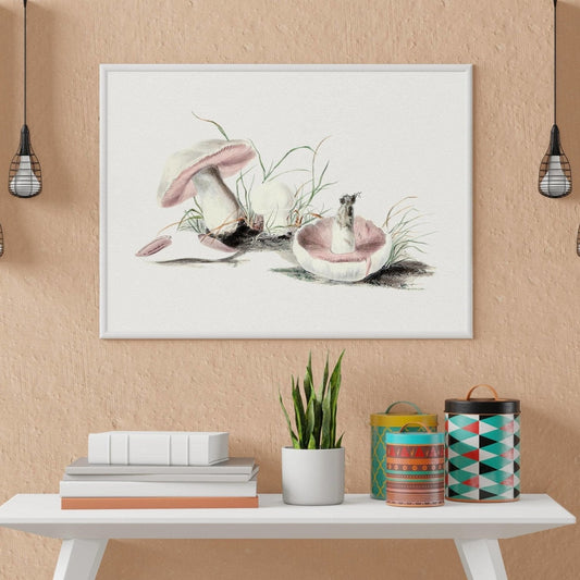 Feldpilz (Vintage-Illustration aus „Biodiversity Heritage Library“)