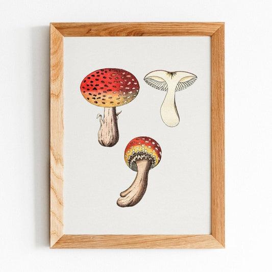 Fly Agaric Mushroom (Vintage Illustration from 'Medical Botany')
