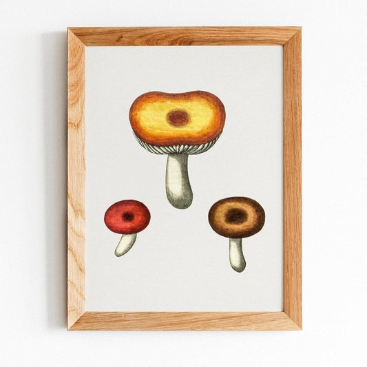 Champignon Galerina (Illustration vintage de 'Medical Botany')