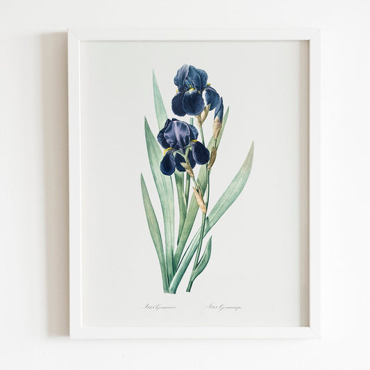 German Iris by Pierre-Joseph Redouté (Raphael of Flowers) - Pathos Studio - Art Prints