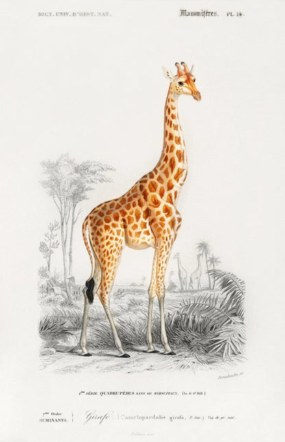 Giraffe (Tierillustration aus „Dictionnaire Universel D'histoire Naturelle“)