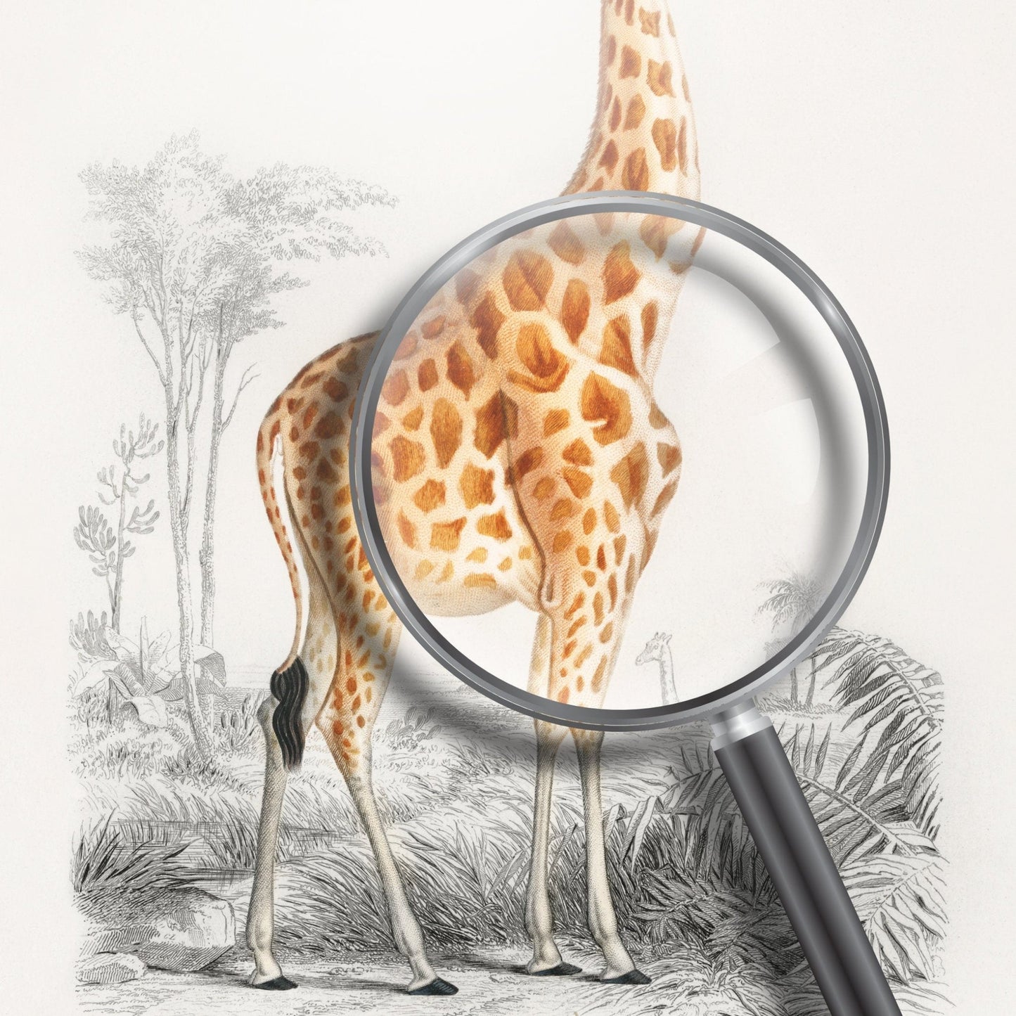 Giraffe (Animal Illustration from ‘Dictionnaire Universel D'histoire Naturelle’)