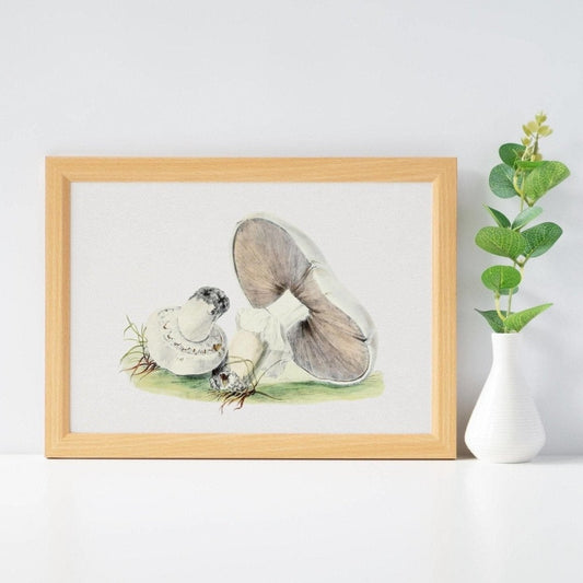 Pferdepilz (Vintage-Illustration aus „Biodiversity Heritage Library“)