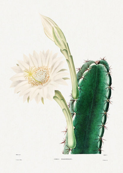 Kaktus der Dame der Nacht (Botanische Lithographie)