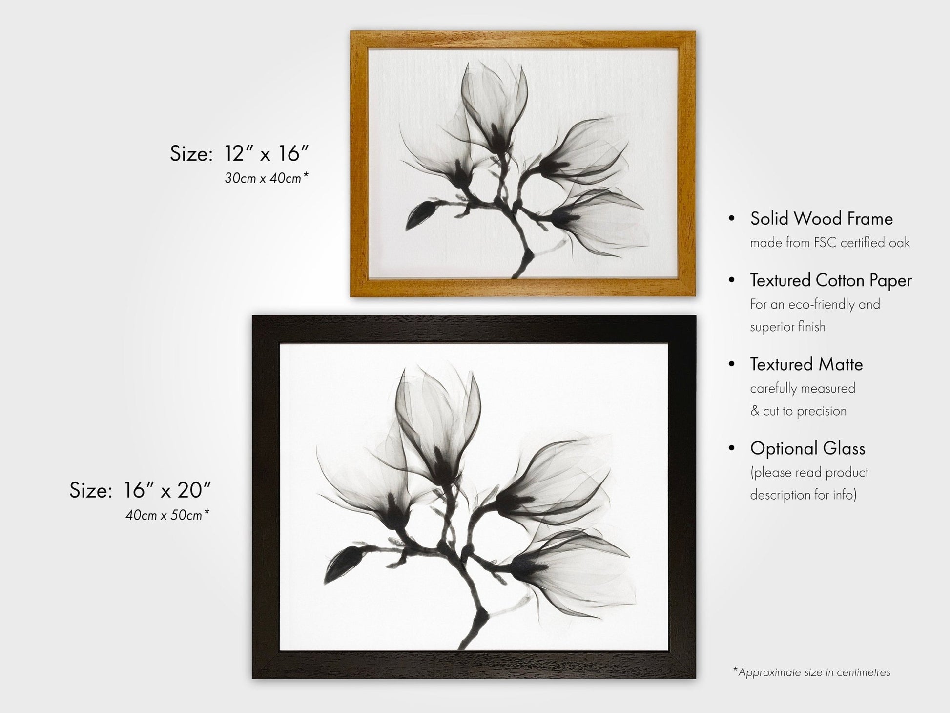 Magnolia Branch with Four Flowers - Pathos Studio - Art Prints