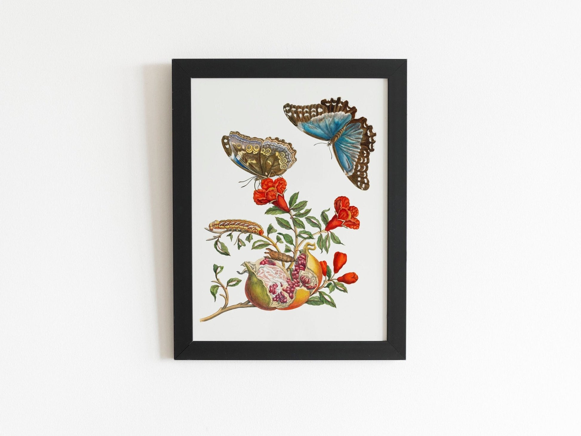 MARIA SIBYLLA MERIAN - Pomegranate Tree With Caterpillar & Butterfly - Pathos Studio - Posters, Prints, & Visual Artwork