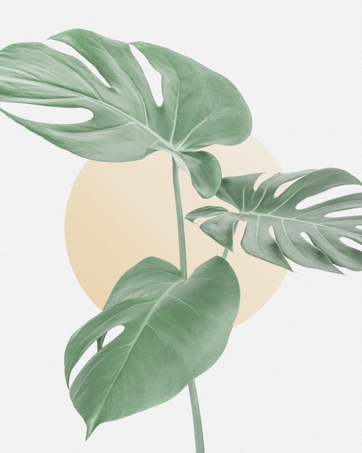 Monstera - Swiss Cheese Plant