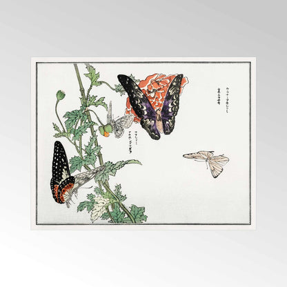 MORIMOTO TOKO - Illustration de papillons et de plantes