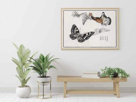 Butterflies Illustration