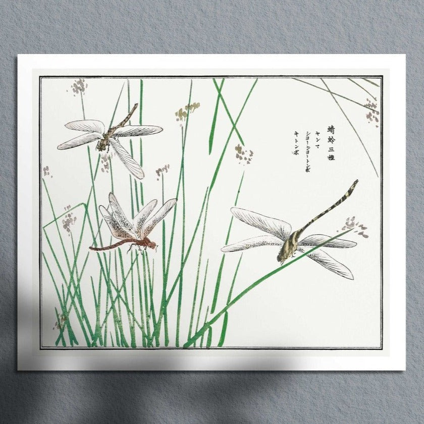 MORIMOTO TOKO - Libellen-Illustration