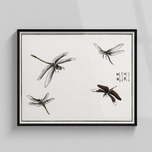 Dragonflies Illustration