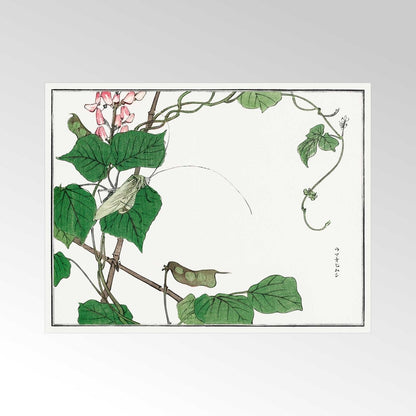 MORIMOTO TOKO - sauterelle sur une feuille Illustration