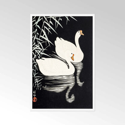 OHARA KOSON - Oies chinoises blanches nageant par des roseaux