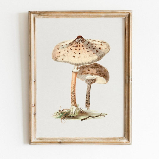 Parasol Champignon (Vintage Illustration de 'Biodiversity Heritage Library')