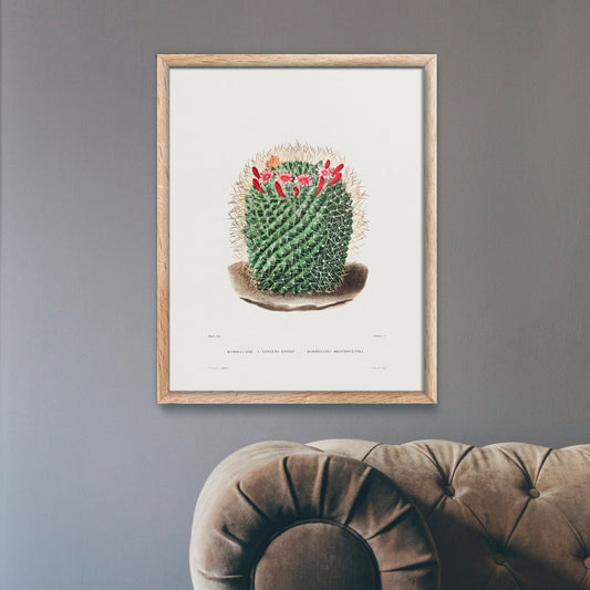 Pincushion Cactus (Botanical Lithograph)