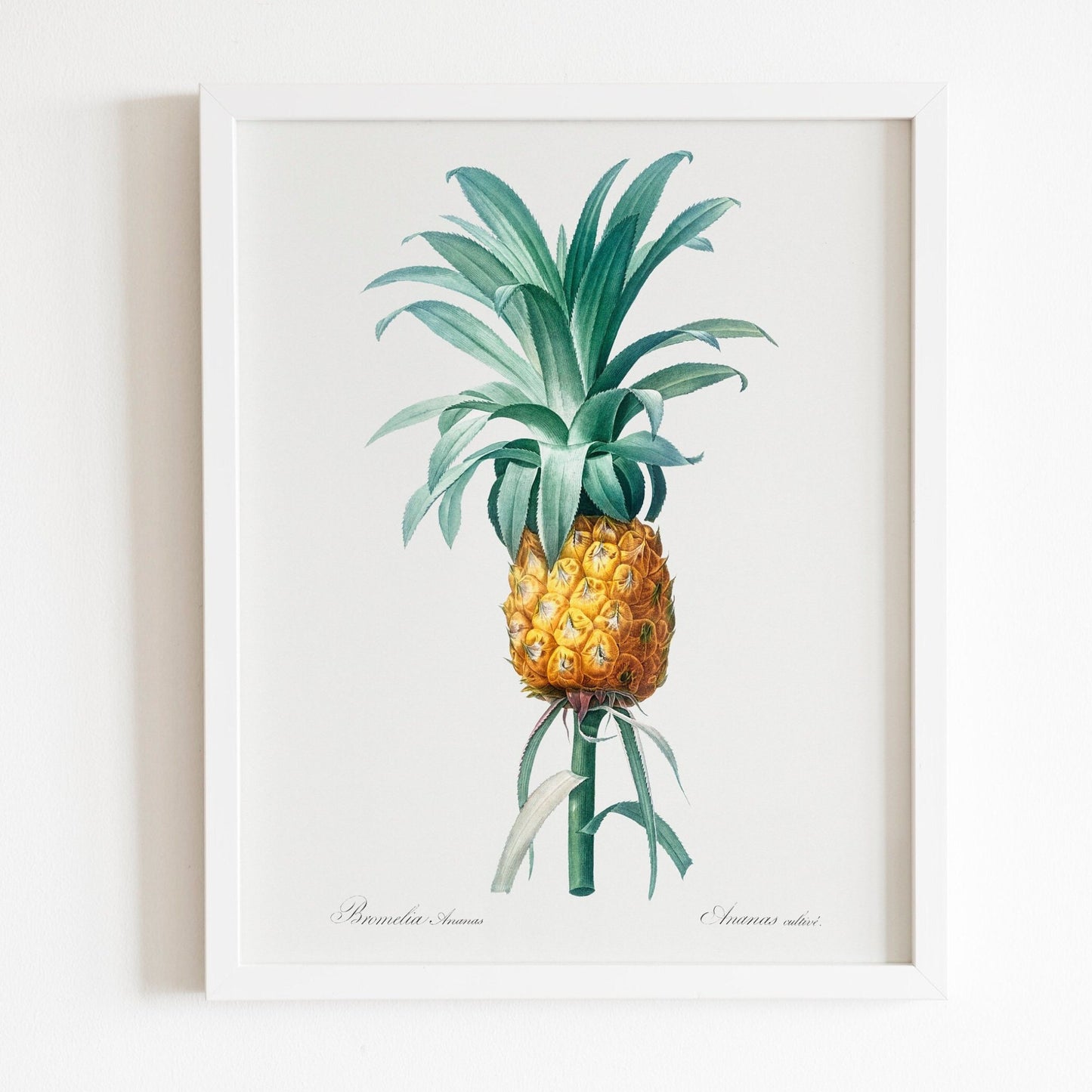 Pineapple Illustration by Pierre-Joseph Redouté (Raphael of Flowers) - Pathos Studio - Art Prints