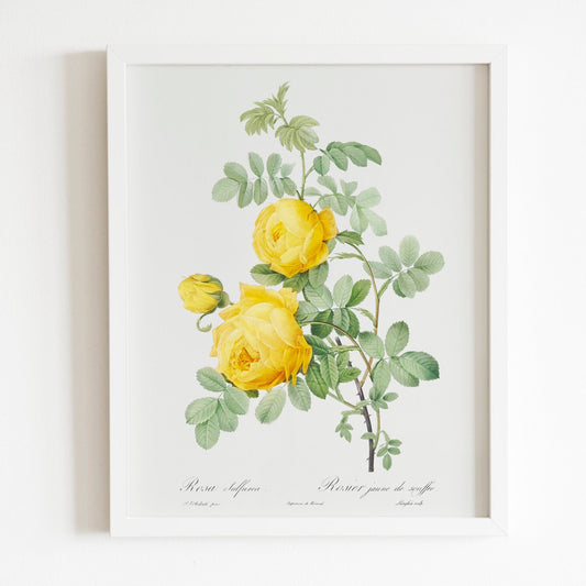 Rosa Hemisphaerica (Sulphur Rose) by Pierre-Joseph Redouté (Raphael of Flowers) - Pathos Studio - Art Prints