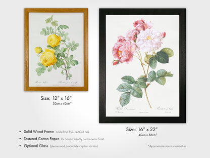 Rosa Hemisphaerica (Sulphur Rose) by Pierre-Joseph Redouté (Raphael of Flowers) - Pathos Studio - Art Prints